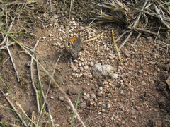 Haywardella edmondsii