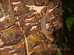 Lepidophyma flavimaculatum