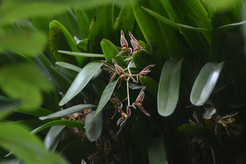 Cymbidium bicolor, photograph 3
