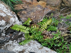 Asplenium marinum