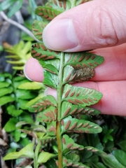 Asplenium marinum