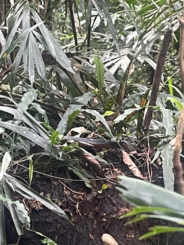 Red-bellied Black Snake sighting