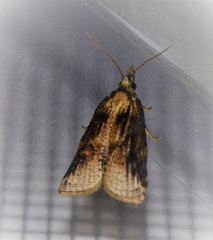 Platynota exasperatana