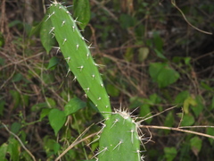 Opuntia inaperta