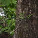 Dendrobium macrostachyum - Photo (c) S.MORE, algunos derechos reservados (CC BY-NC), uploaded by S.MORE
