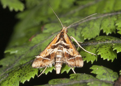 Diasemia grammalis