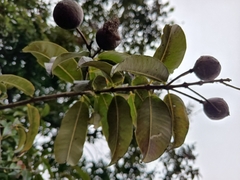 Lafoensia acuminata