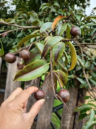 Lafoensia acuminata, photograph 2