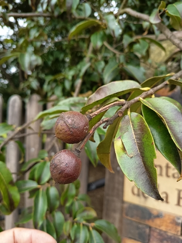 Lafoensia acuminata, photograph 3