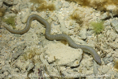 Shortfin Snake Moray photo 2