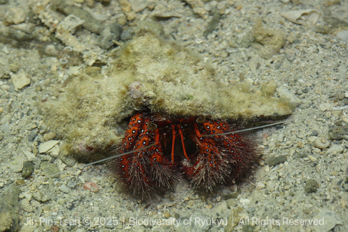 White-spotted Hermit Crab