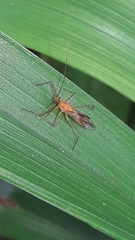 Repipta