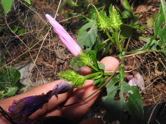 Ipomoea crinicalyx