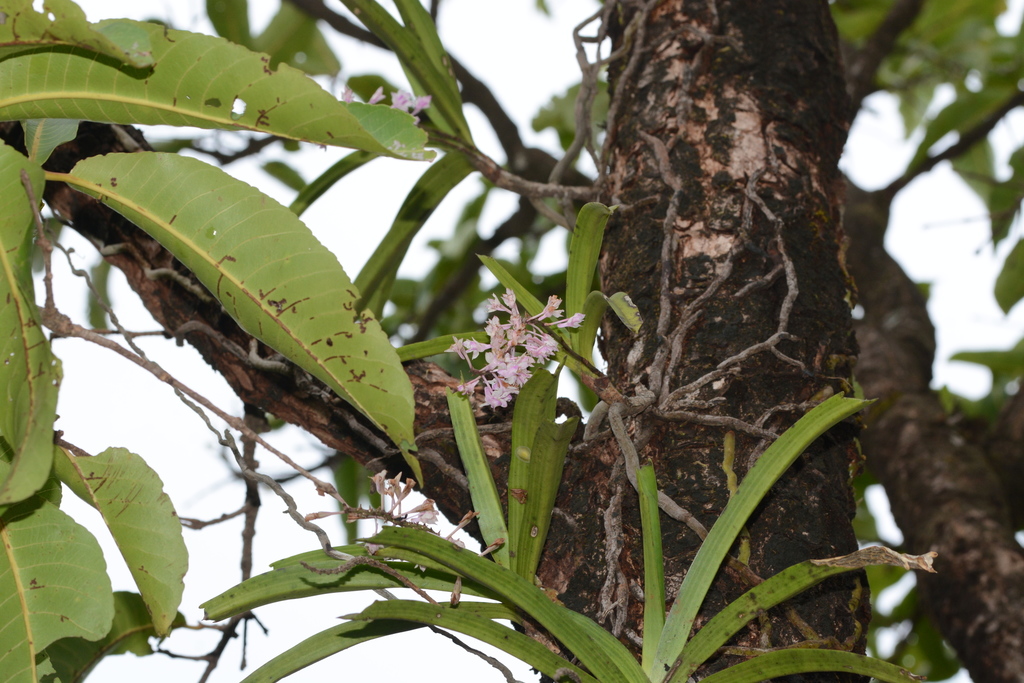 Aerides rosea