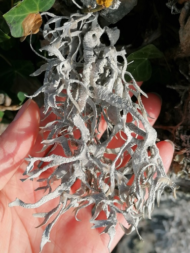 Representative image of Roccellaceae