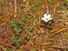 Oxalis magellanica