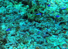 Pomacentrus auriventris