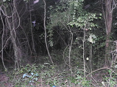 Pteronotus mesoamericanus