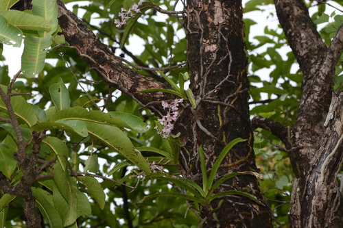 Aerides rosea, photograph 1