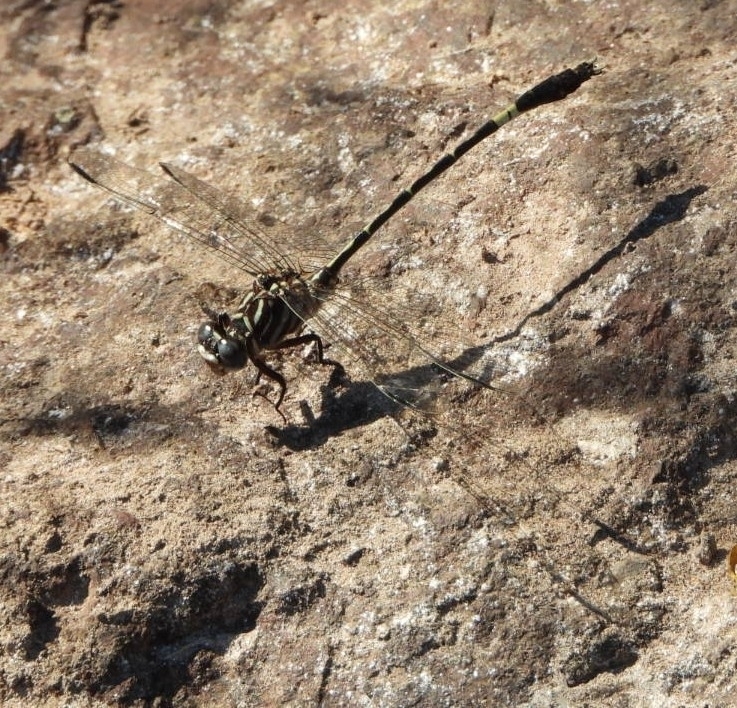 Zebra Sanddragon