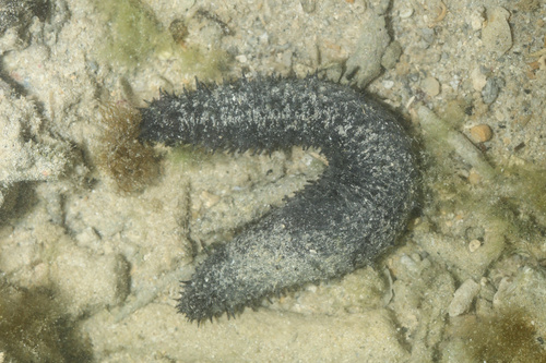 Black Sea Cucumber