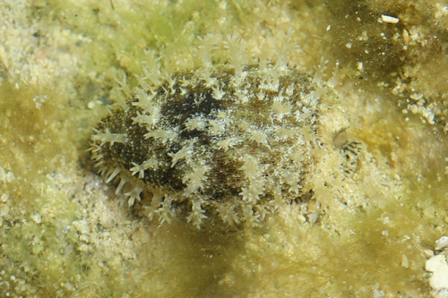 Erroneous Cowry