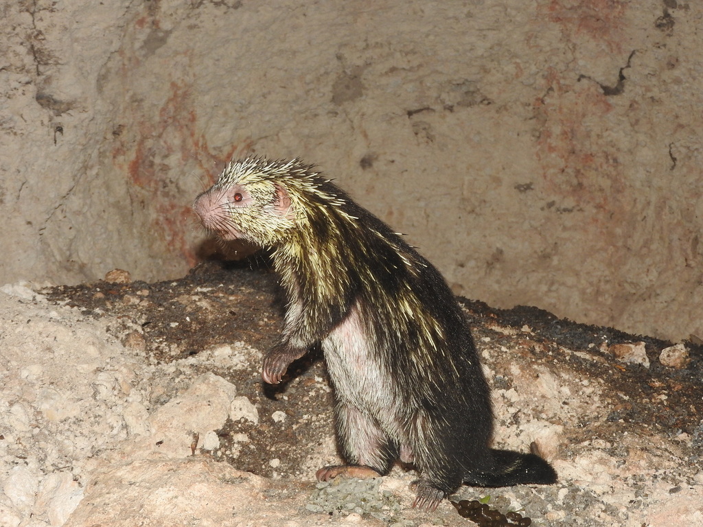 Mexican Hairy Dwarf Porcupine