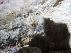 Loxosceles yucatana