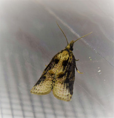 Platynota exasperatana