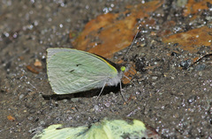 Leptophobia helena