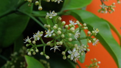 Zanthoxylum petiolare