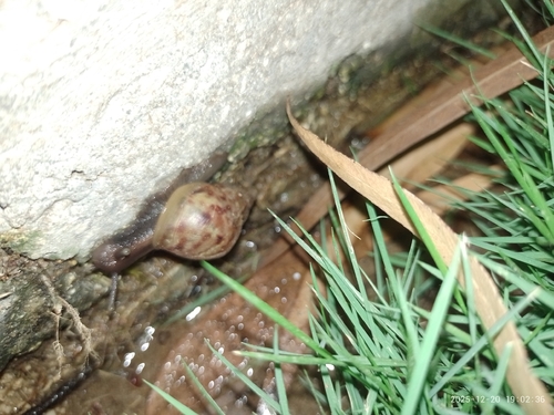 Lissachatina fulica