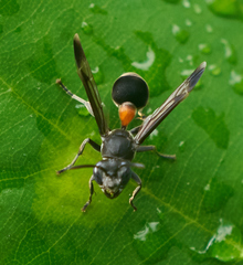 Ropalidia sumatrae