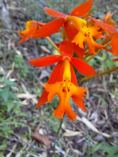 Epidendrum radicans