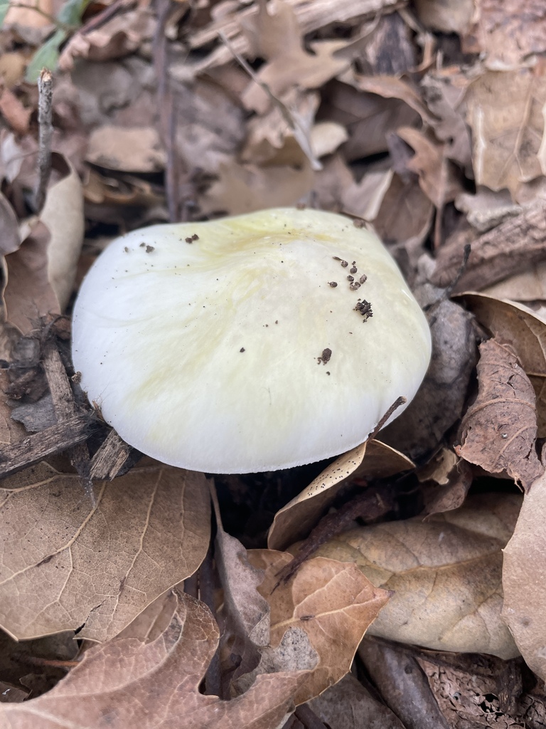 Amanita phalloides · December 2025 · photo: © danieldas (iNaturalist, cc0)