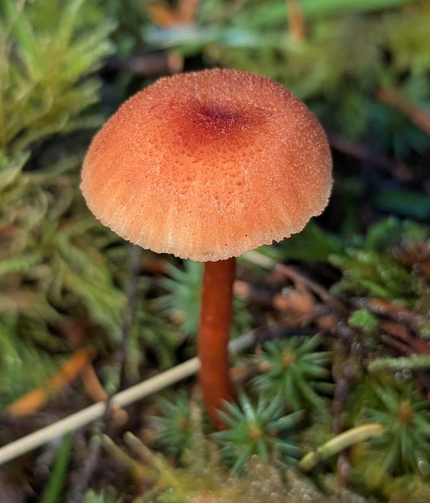 Laccaria laccata · December 2025 · photo: © benkeen (iNaturalist, cc0)