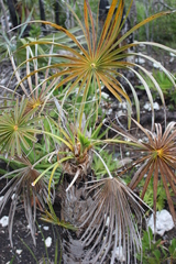 Coccothrinax argentata