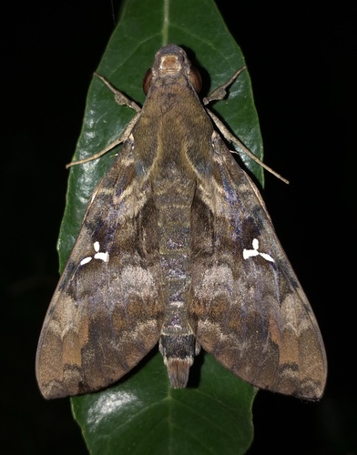 Accented Nephele