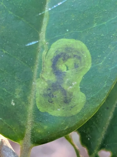 Unknown species found near Colleton County, SC, USA