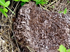 Nasutitermes corniger