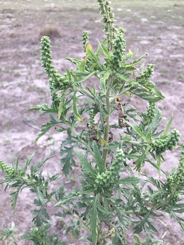 Ambrosia artemisiifolia image