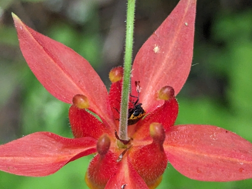 Cosmopepla uhleri photo 3