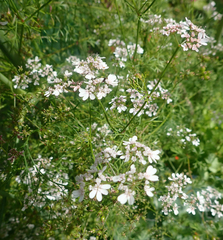 Coriandre (Coriandrum sativum)