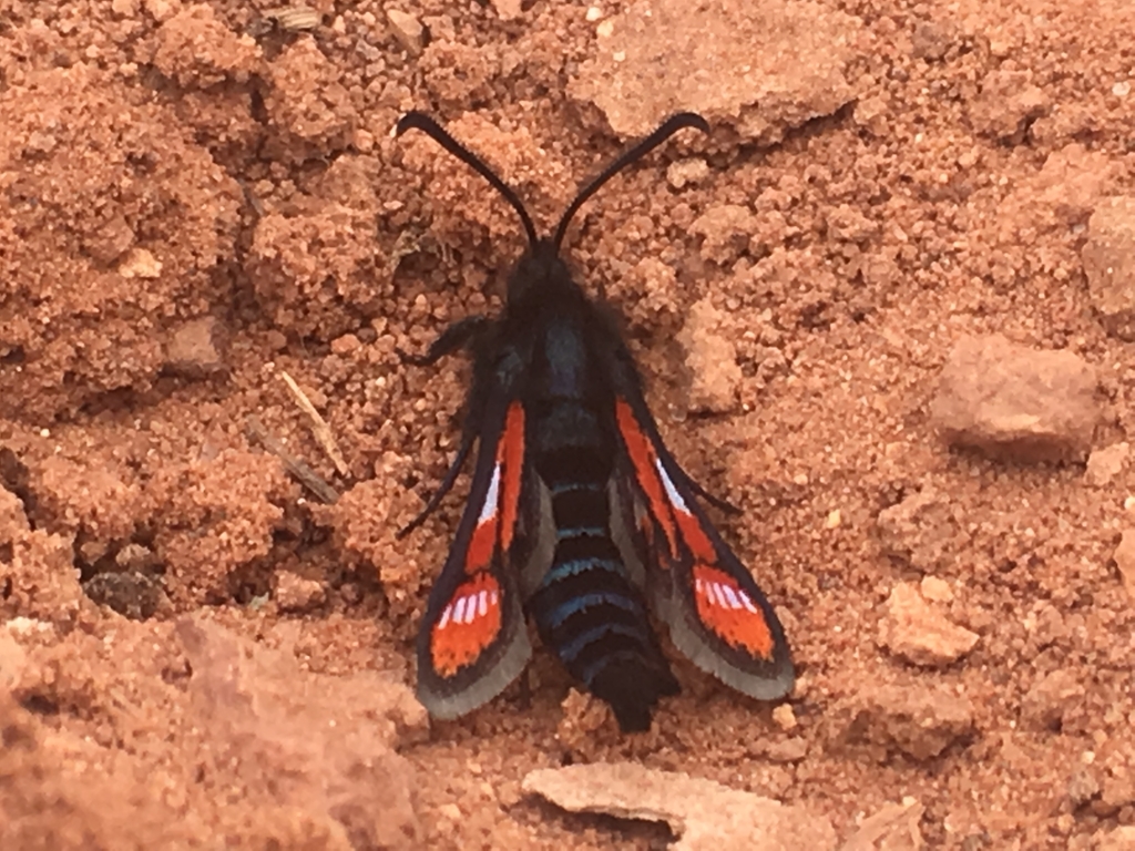 Albuna beutenmuelleri