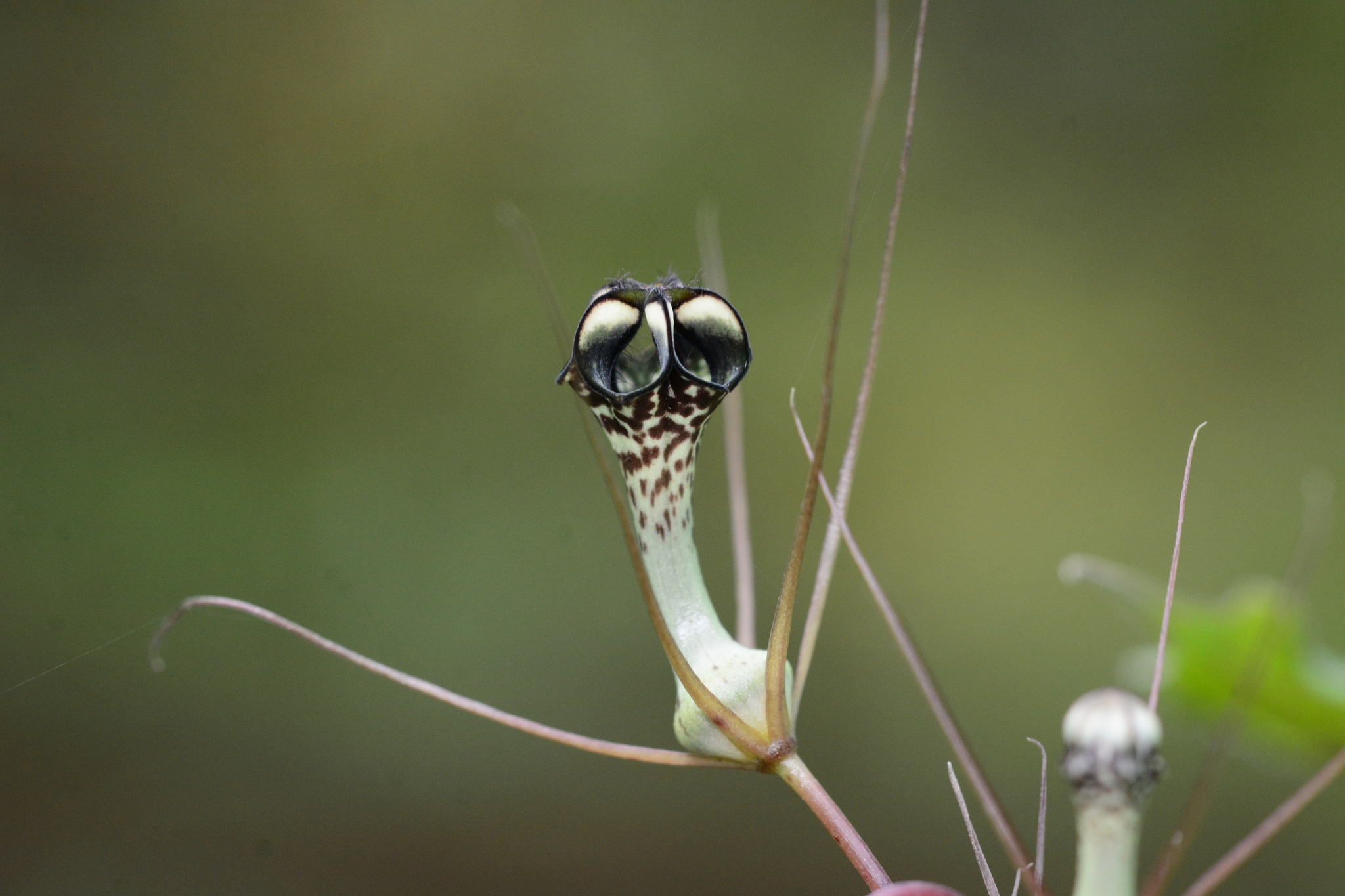 Ceropegia fantastica