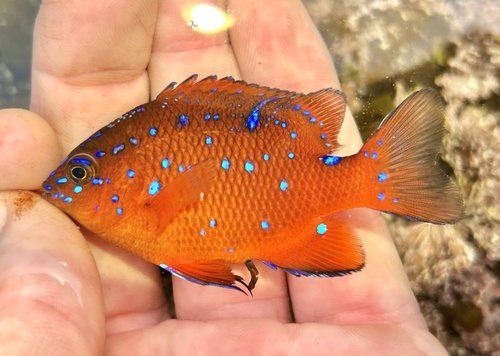 Photo of garibaldi (Hypsypops rubicundus)