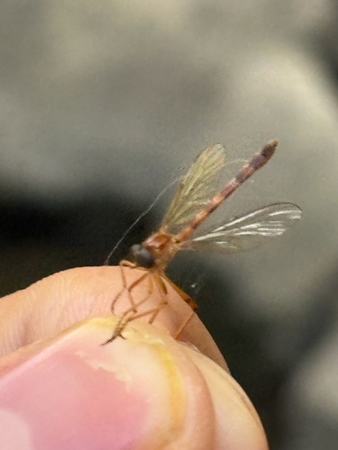Unknown species found near Little Calumet River Levee Trail, Highland, IN, US