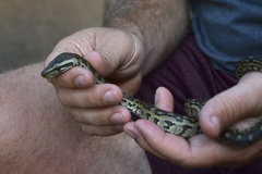 Python natalensis