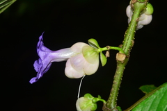 Strobilanthes heyneana