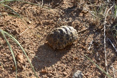 Psammobates oculifer